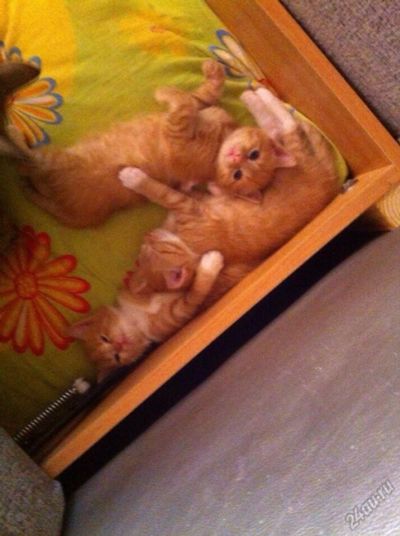 Лот: 5628672. Фото: 1. Котят отдам , только в добрые... Кошки, котята