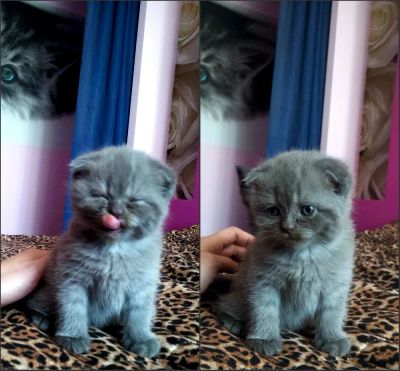 Лот: 4598971. Фото: 1. продам породистого шотландского... Кошки, котята