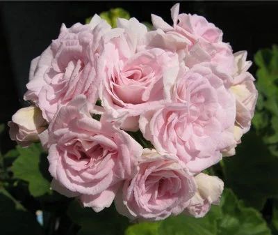 Лот: 18055051. Фото: 1. Пеларгония Milfield Rose. Горшечные растения и комнатные цветы