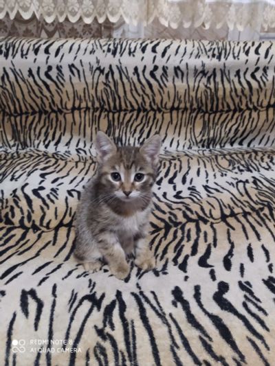 Лот: 16547313. Фото: 1. Котята, девочки,. Кошки, котята