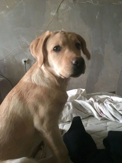 Лот: 11083825. Фото: 1. Щенок лабрадора (девочка). Собаки, щенки
