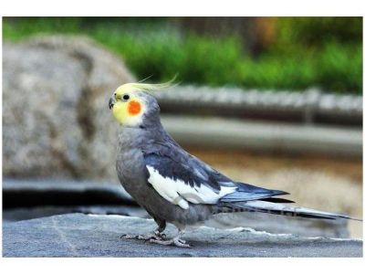 Лот: 5321910. Фото: 1. Корелла попугай. Птицы