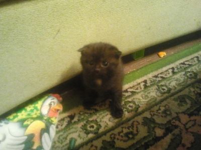 Лот: 3488880. Фото: 1. Новое поступление котят! За Вашу... Кошки, котята