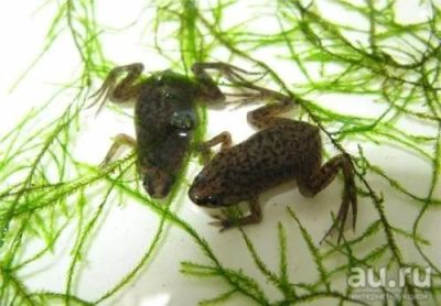 Лот: 11159889. Фото: 1. Лягушка карликовая (Hymenochirus... Другое (аквариумистика)