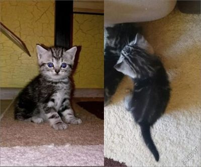 Лот: 5548179. Фото: 1. Котик мрамор на серебре ( прямоушка... Кошки, котята
