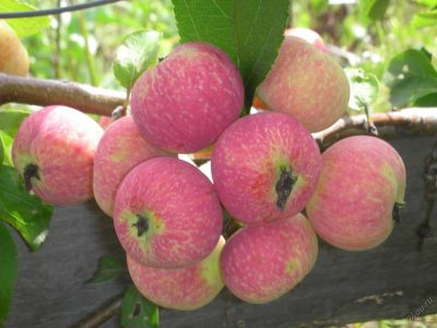 Лот: 16359330. Фото: 1. полукультурка яблочки. Овощи, фрукты, зелень
