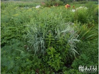Лот: 9068845. Фото: 1. Участок 7.2 сот. (Ветеран-Высотный... Земельные участки