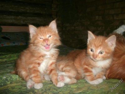 Лот: 1858138. Фото: 1. Котята курильского бобтейла 1... Кошки, котята