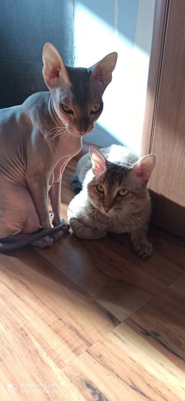 Лот: 20007407. Фото: 1. Котята сфинкс и сфинкс браш... Кошки, котята