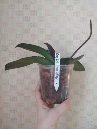 Лот: 17463369. Фото: 1. Орхидея фаленопсис Меджик арт. Горшечные растения и комнатные цветы