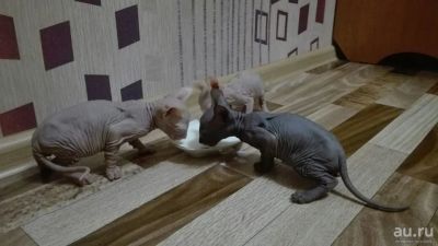 Лот: 9440526. Фото: 1. Котята донского сфинкса. Кошки, котята