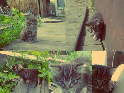 Лот: 1863214. Фото: 1. Отдам в хорошие руки котёнка-мальчика. Кошки, котята