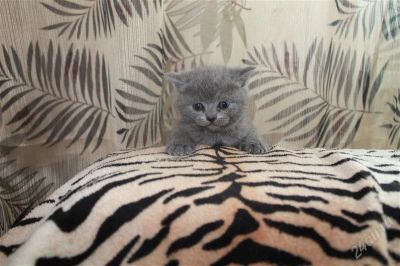 Лот: 2905723. Фото: 1. Шотландский котенок. Кошки, котята