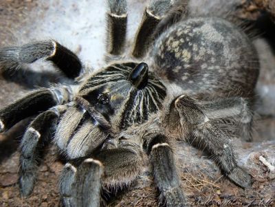 Лот: 6886726. Фото: 1. Паук Птицеед Ceratogyrus marshalli... Остальные животные