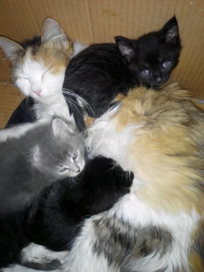 Лот: 8959818. Фото: 1. Отдам котят. Кошки, котята