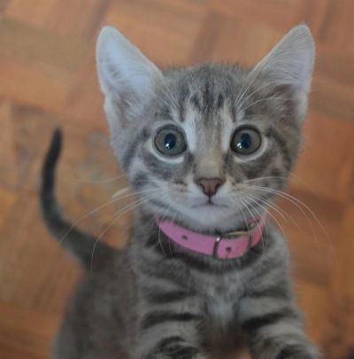 Лот: 3576444. Фото: 1. отдам котенка (мальчик). Кошки, котята