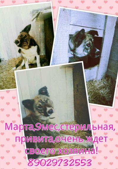 Лот: 3440410. Фото: 1. Великолепная Марта. Собаки, щенки