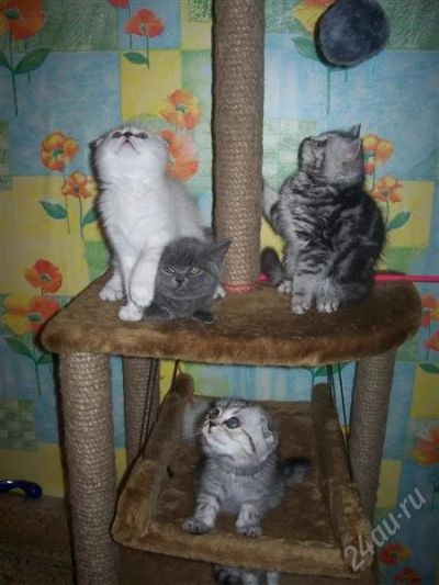 Лот: 1486752. Фото: 1. Котятат шотландцы. Кошки, котята