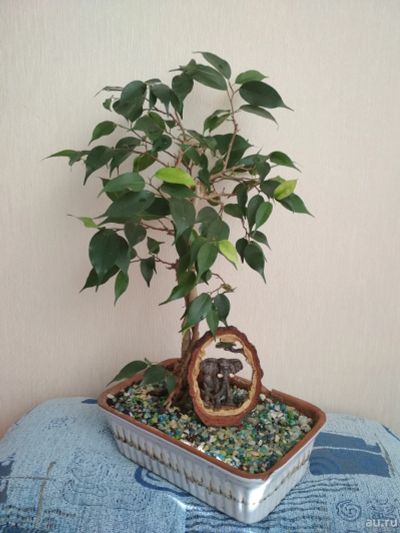 Лот: 17348865. Фото: 1. Бонсай - Фикус в керамическом... Горшечные растения и комнатные цветы