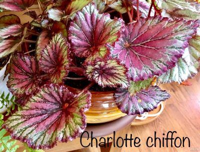 Лот: 12832790. Фото: 1. Бегония Charlotte chiffon (серия... Горшечные растения и комнатные цветы