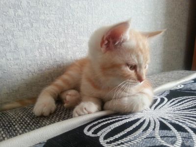 Лот: 4218419. Фото: 1. Британский мальчик. Кошки, котята