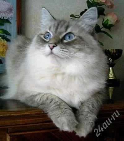 Лот: 1958762. Фото: 1. кошка. Кошки, котята