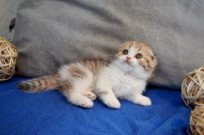 Лот: 7332521. Фото: 1. Девочка вислоухая очаровашка). Кошки, котята