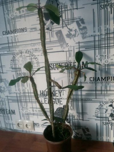 Лот: 10912042. Фото: 1. Цветок. Свежие цветы