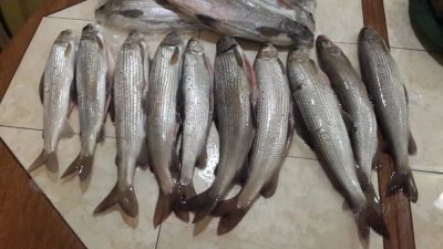 Лот: 25333126. Фото: 1. Хариус. Икра, рыба, морепродукты