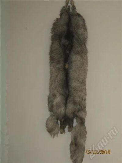 Лот: 253432. Фото: 1. шкурка песца. Верхняя одежда