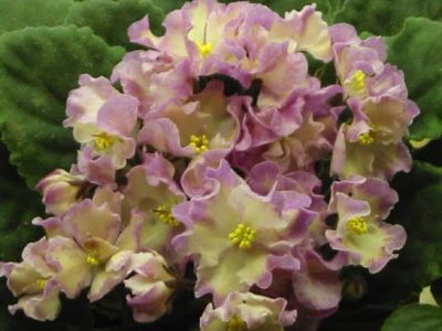 Лот: 4256048. Фото: 1. Hawaiian Pearl детка фиалки. Горшечные растения и комнатные цветы