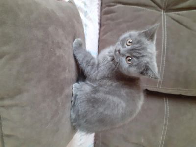 Лот: 15920827. Фото: 1. Котенок Британка. Кошки, котята