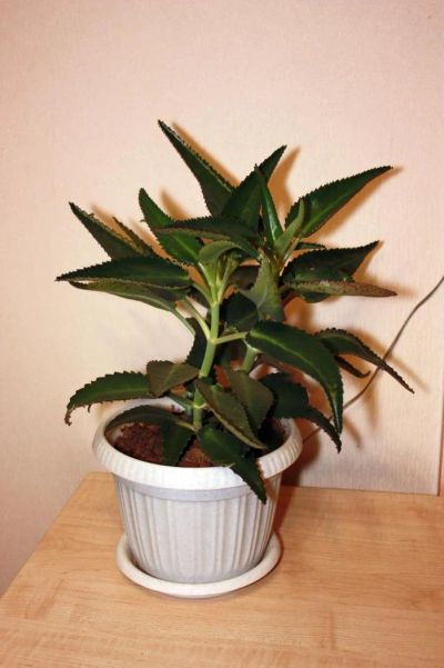 Лот: 8037912. Фото: 1. Каланхоэ. Горшечные растения и комнатные цветы
