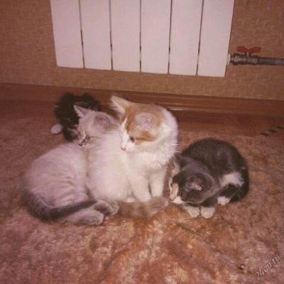 Лот: 5844253. Фото: 1. Отдам котят в хорошие руки. Кошки, котята