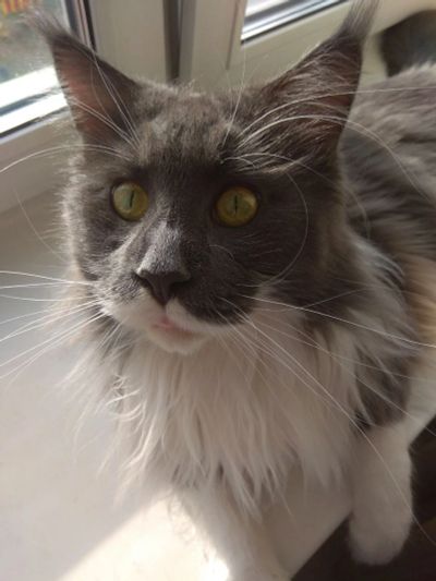 Лот: 18746013. Фото: 1. Мейн кун. Кошки, котята