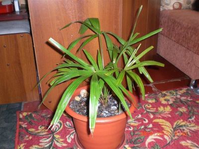 Лот: 530170. Фото: 1. Пальма из Сочи. Горшечные растения и комнатные цветы
