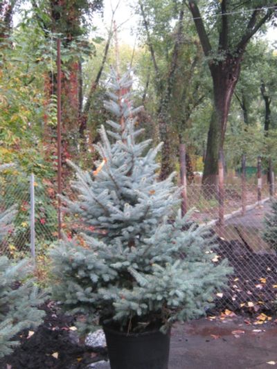 Лот: 5245551. Фото: 1. Ель голубая (8 лет). Другое (семена, рассада, садовые растения)