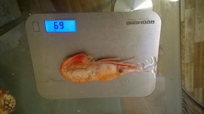 Лот: 6087906. Фото: 1. Морская Гребенчатая креветка Ботан. Икра, рыба, морепродукты