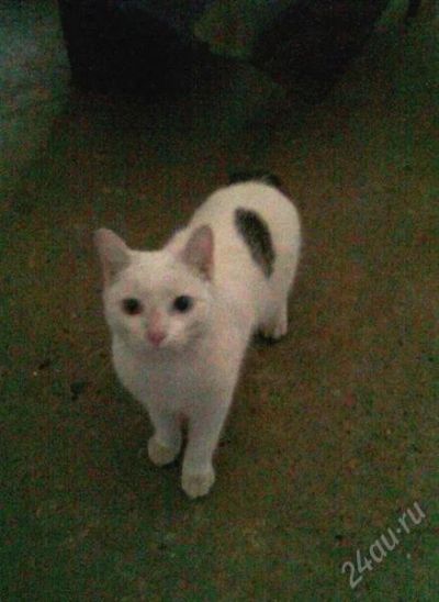 Лот: 809534. Фото: 1. Красивый котик еще надеется обрести... Остальные животные