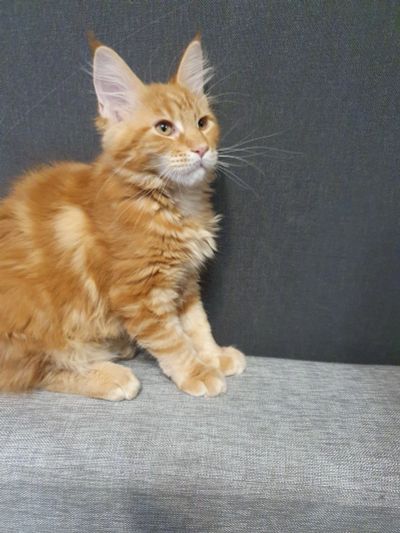 Лот: 17339485. Фото: 1. Мейн-кун. Кошки, котята
