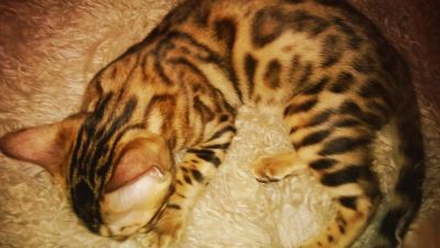 Лот: 11312067. Фото: 1. Бенгальский котенок, бенгалы. Кошки, котята