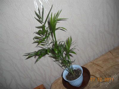 Лот: 1425086. Фото: 1. хамедорея. Горшечные растения и комнатные цветы