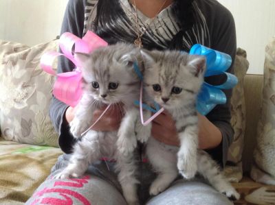 Лот: 6094280. Фото: 1. Плюшевое счастье. Кошки, котята