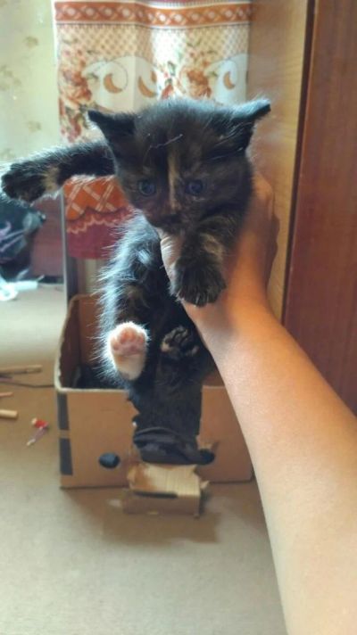 Лот: 8041302. Фото: 1. Отдам очаровательных котят! Привезу... Кошки, котята