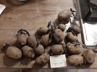 Лот: 18968353. Фото: 1. Фиолетовый картофель мелкий проросший. Овощи