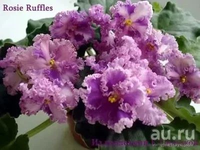Лот: 10334848. Фото: 1. Фиалка Rosie Ruffles (D. Harrington... Горшечные растения и комнатные цветы