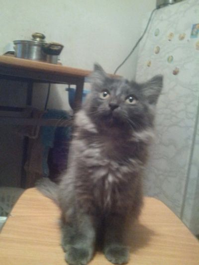 Лот: 6334167. Фото: 1. Кот ищет новый дом. Кошки, котята