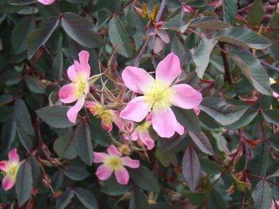 Лот: 7627088. Фото: 1. Роза Сизая (Rosa glauca ) Шиповник... Ягоды