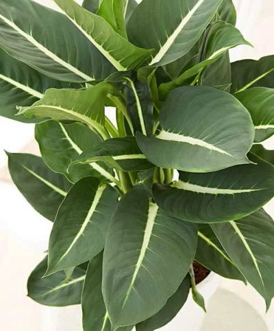 Лот: 16249539. Фото: 1. Диффенбахия кустовая Green Magic. Горшечные растения и комнатные цветы