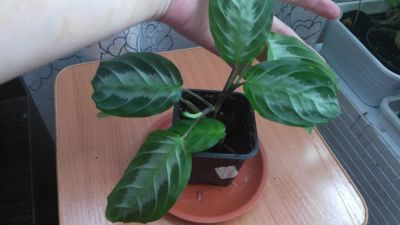 Лот: 11584486. Фото: 1. маранта leuconeura spec massangeana... Горшечные растения и комнатные цветы